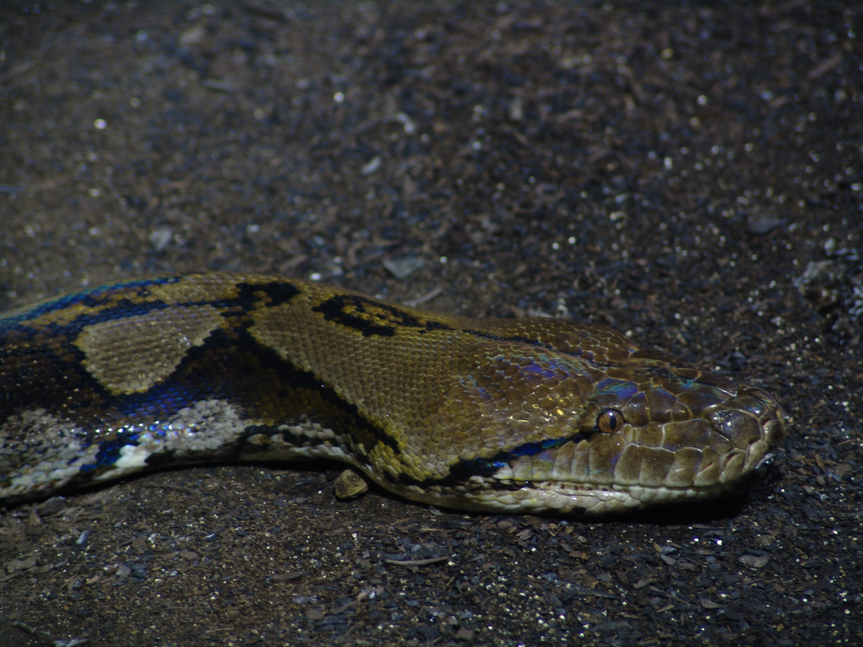 Reticulated_Python_01