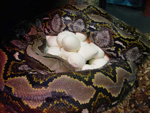 Reticulated-python-brooding