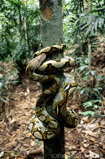 Z7800065-Reticulated_Python-SPL